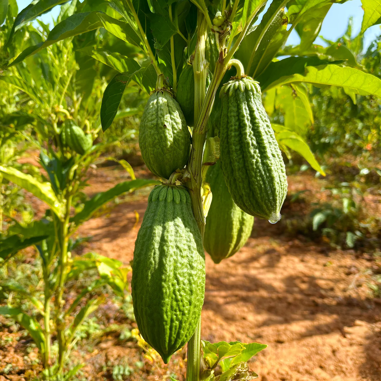 Cardamomo